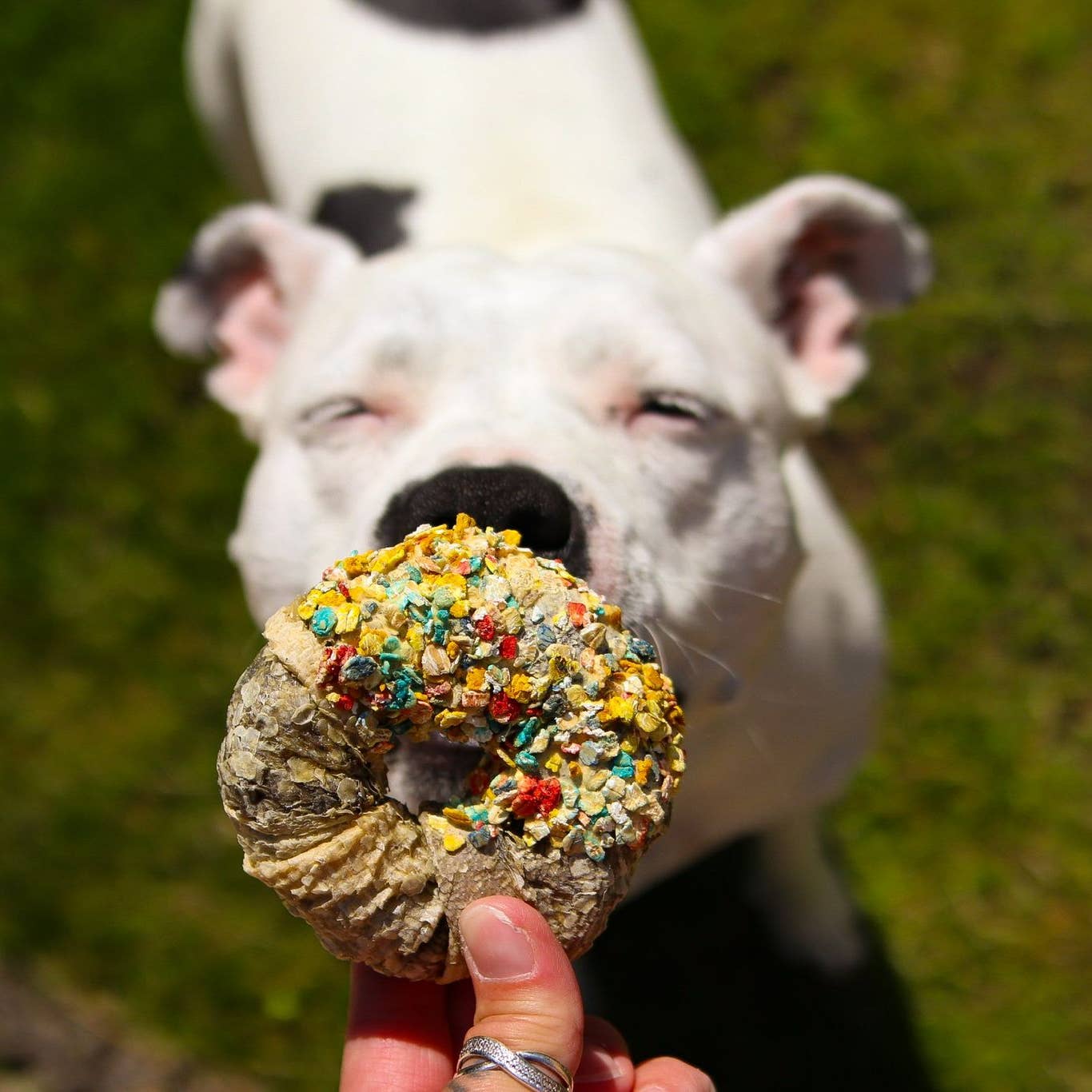 Candy Crush - lufttorkat kött och fisk - 200 g